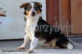 23.01.2014 GLINOJECK PIES 56205